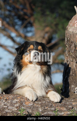 Hund Australian Shepherd / Aussie Erwachsener (schwarz Tricolor) liegen Stockfoto