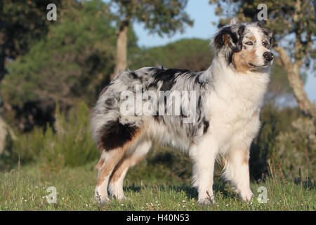 Hund Australian Shepherd / Aussie Erwachsenen stehen blue Merle Stockfoto