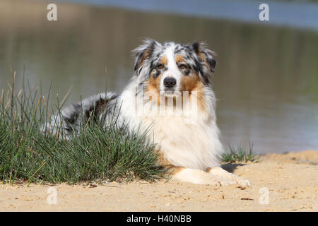 Hund Australian Shepherd / Aussie Erwachsenen Tricolor liegend Stockfoto