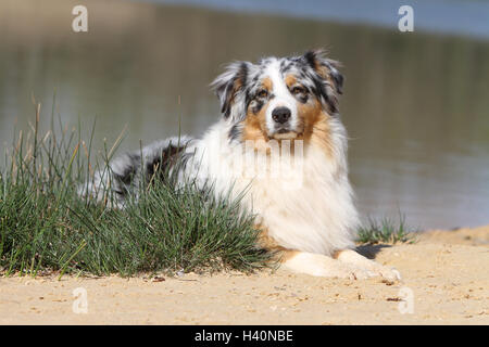 Australian Shepherd Hund / Erwachsenen blue Merle Aussie liegend Stockfoto