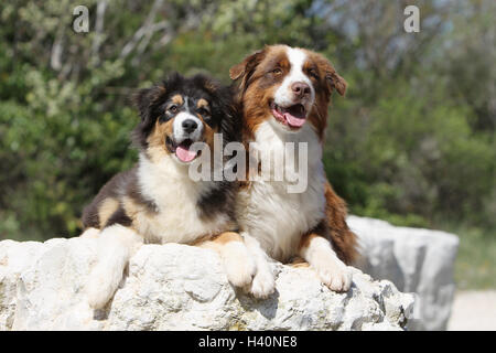 Hund Australian Shepherd / Aussie zwei Erwachsene (blue Merle und red Tricolor) liegt auf einem Felsen Stockfoto