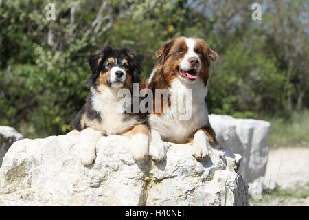 Hund Australian Shepherd / Aussie zwei Erwachsene (blue Merle und red Tricolor) liegt auf einem Felsen Stockfoto