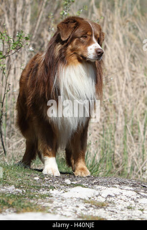 Hund Australian Shepherd / Aussie Erwachsener (rote Tricolor) Wiese stehend auf einem Felsen-Porträt Stockfoto