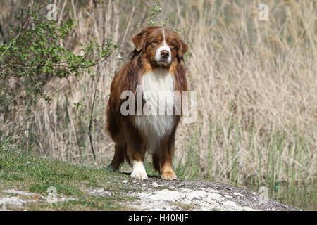 Hund Australian Shepherd / Aussie Erwachsener (rote Tricolor) Wiese auf einem Felsen steht Stockfoto