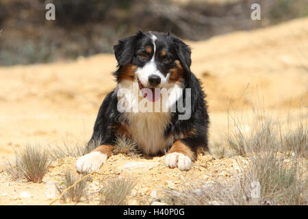 Hund Australian Shepherd / Aussie Erwachsener (schwarz Tricolor) liegen Stockfoto