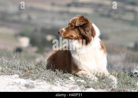 Hund Australian Shepherd / Aussie Erwachsener (rot) liegen Stockfoto