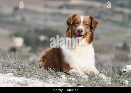 Hund Australian Shepherd / Aussie Erwachsener (rot) liegen Stockfoto