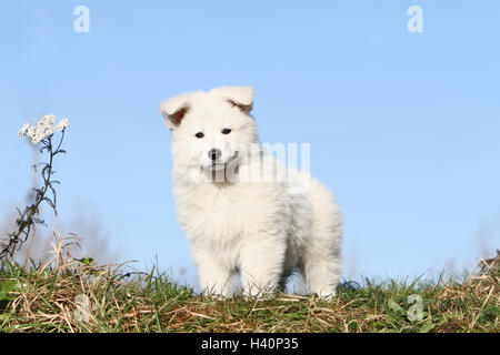 Weißer Schweizer Schäferhund / Berger Blanc Suisse Welpen stehen Stockfoto