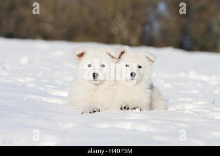 "Hunde" weiße Schweizer Schäferhund / Berger Blanc Suisse Welpen stehen im Schnee liegend zwei Welpen zwei Deux 2 Verlegung Stockfoto