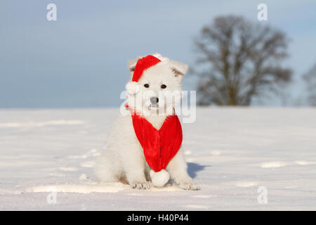 Weißer Schweizer Schäferhund / Berger Blanc Suisse Welpen in Weihnachtsmütze sitzen im Schnee Stockfoto