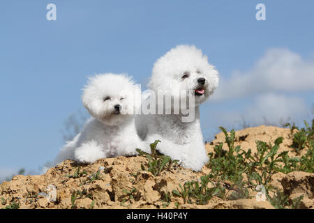 Bichon Frise zwei Erwachsenen Hund Stockfoto