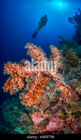 Weiche Korallenriff mit Taucher im Hintergrund Stockfoto