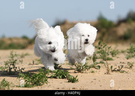 Springt der Hund Bichon Frise zwei Erwachsene Stockfoto