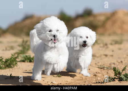 Springt der Hund Bichon Frise zwei Erwachsene Stockfoto