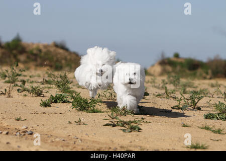 Springt der Hund Bichon Frise zwei Erwachsene Stockfoto