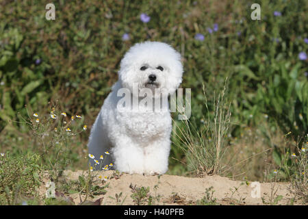 Hund Bichon Frise Erwachsenen stehende Feld Stockfoto