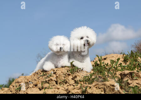 Bichon Frise Erwachsenen Hund und Welpen sitzen Natur natürliche Stockfoto