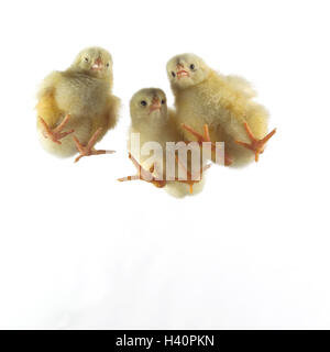 Glasplatte, Hüherküken, drei von unten Tiere, Küken, Vögel, Geflügel, Haus Huhn Gallus Gallus, profitieren Tiere, hühnerartigen Vogel, junge Tiere, Geflügel, junge, junge Vögel, gelb, fleecily, weich, bequem, leise, Neugierde, Aufmerksamkeit, Perspektive, Unterview Stockfoto