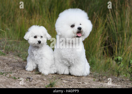 Bichon Frise Erwachsenen Hund und Welpen sitzen Natur natürliche Stockfoto