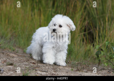 Hund Bichon Frise Welpen stehen Stockfoto