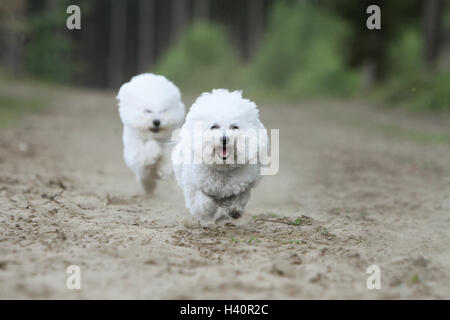 Springt der Hund Bichon Frise zwei Erwachsene Stockfoto