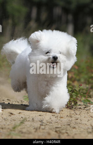 Hund Bichon Frise Erwachsenen laufen laufen in bewegliche Fläche verschieben Stockfoto