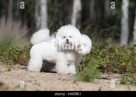 Springt der Hund Bichon Frise zwei Erwachsene Stockfoto