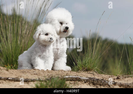 Bichon Frise Erwachsenen Hund und Welpen sitzen Natur natürliche Stockfoto