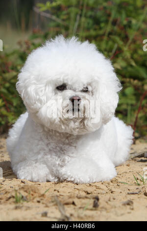 Hund Bichon Frise Erwachsenen liegenden Feld Stockfoto