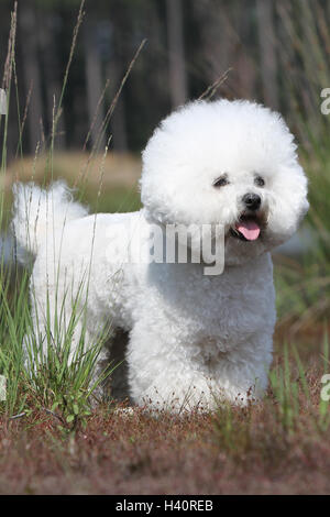 Hund Bichon Frise Erwachsene stehen auf dem Rasen Stockfoto