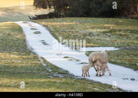 Schaf mit Fütterung der Lämmer im Winter schnee Stockfoto