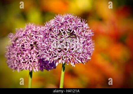 Allium - Trivialname ornamentalen Zwiebel Stockfoto