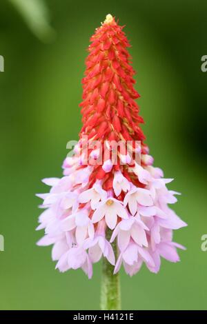 Primula Vialii. Poker-Primel Stockfoto