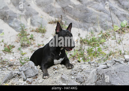 English Bull Terrier Hund / bully / Gladator Verlegung Rest liegend entspannen müde müde Rock Schwarz Natur natürliche Stockfoto