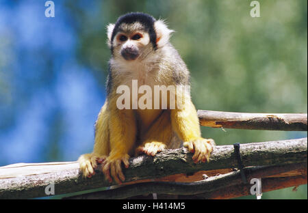 Kleinen Totenkopf Affen, Saimiri Sciureus, Sit, Zweig, Afrika, Tierwelt, Wildlife, Säugetiere, Säugetier, Wildtiere, Wildtier, Totenkopf Affe, Affe, Affe, Herrn der Tiere, des Herrn Tier, Primaten, Neuweltaffen, Kapuzinerkresse-Like, Uhr Stockfoto