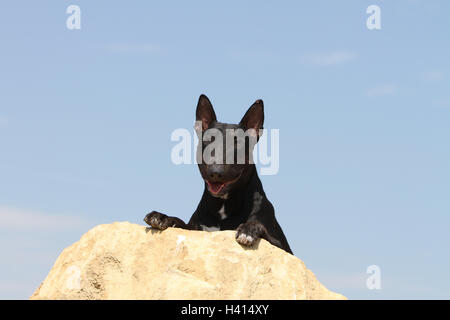 English Bull Terrier Hund / bully / Gladator blauer Himmel auf seine, seine, Hind, Pfoten, Bein, Beine, halten, Gleichgewicht, auf einem Felsen stehend Stockfoto