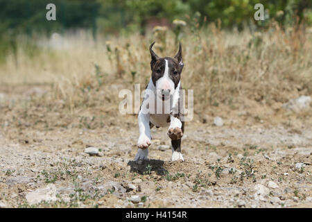 English Bull Terrier Hund / bully / Gladator Welpe weiß, gestromt stehen während der Ausführung von Rock Natur Stockfoto