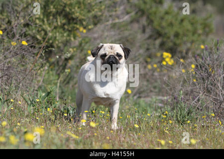 Hund Mops / Carlin / Mops Erwachsenen Reh grau grau stehende Blume Blumen in die wilde Wiese blühen Stockfoto