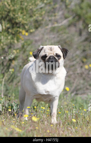 Hund Mops / Carlin / Erwachsenen Reh grau grau stehende Blume Blumen in das wilde Wiese blühen Portrait Mops Stockfoto