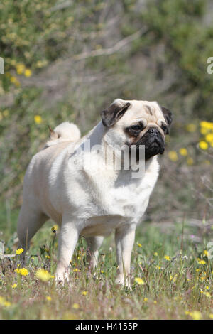 Hund Mops / Carlin / Mops Erwachsenen Reh grau grau Natur Blume Blüte Stockfoto