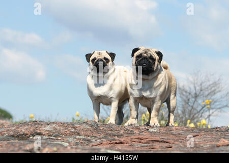 Hund Mops / Carlin / Mops, Erwachsener, Erwachsene, Erwachsenen Reife Mitte Erwachsenen Reh grau grau 2, zwei, mehrere zusammen, Duo, paar, paar, Stockfoto