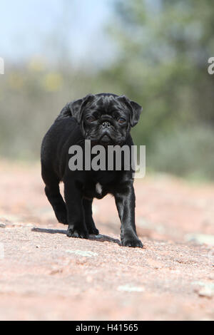 Hund Mops / Carlin / Mops Welpen schwarz stehende Felsen in freier Wildbahn Stockfoto