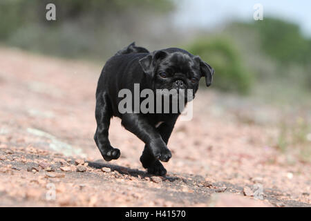 Hund Mops / Carlin / Mops Welpen schwarz stehende Felsen in freier Wildbahn Stockfoto