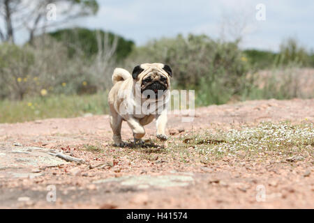 Hund Mops / Carlin / Mops Erwachsenen Reh grau grau stehende Felsen in freier Wildbahn Stockfoto