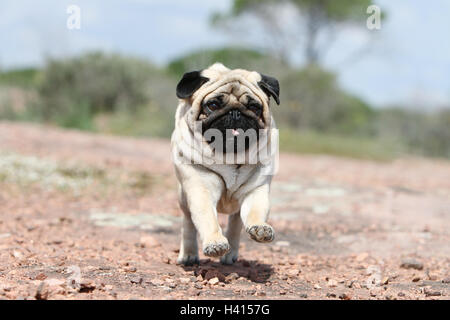 Hund Mops / Carlin / Mops Erwachsenen Reh grau grau stehende Felsen in freier Wildbahn Stockfoto