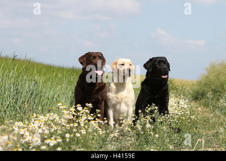 Auf einer Wiese sitzen Hund Labrador Retriever zwei Erwachsene verschiedene Farben (Schokolade, gelb und schwarz) Stockfoto