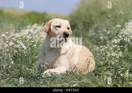 Hund Labrador Retriever Erwachsener (gelb) in einer Wiese liegen Stockfoto