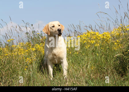 Hund Labrador Retriever Erwachsener (gelb) sitzen auf einer Wiese Stockfoto