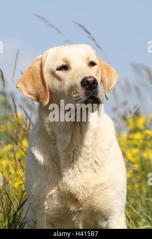 Labrador Retriever Hund Erwachsene gelb Porträt Stockfoto
