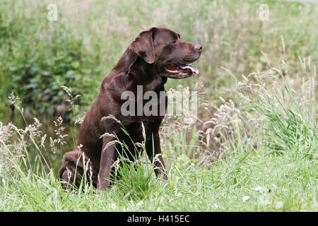 Labrador Retriever Hund adult (Schokolade) sitzen Stockfoto